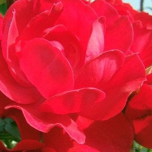 Rosa Limesglut™ - fără parfum - Trandafir copac cu trunchi înalt - cu flori mărunți - roșu - Colin A. Pearce - coroană curgătoare - ,-
